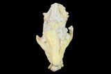 Fossil Oreodont (Merycoidodon) Skull - Wyoming #134358-1